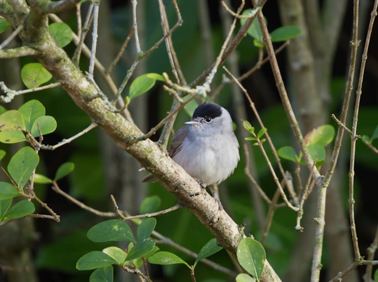 Close-Up Shot Of A Eurasian Blackcap