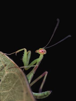 Macro shot of a praying mantis on a leaf, with a black background, highlighting intricate details.