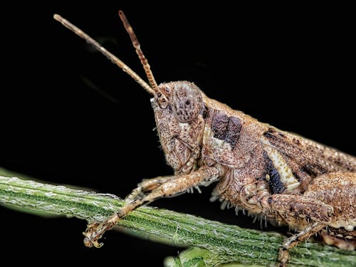 Imagine de stoc gratuită din a închide, fotografie macro, insectă