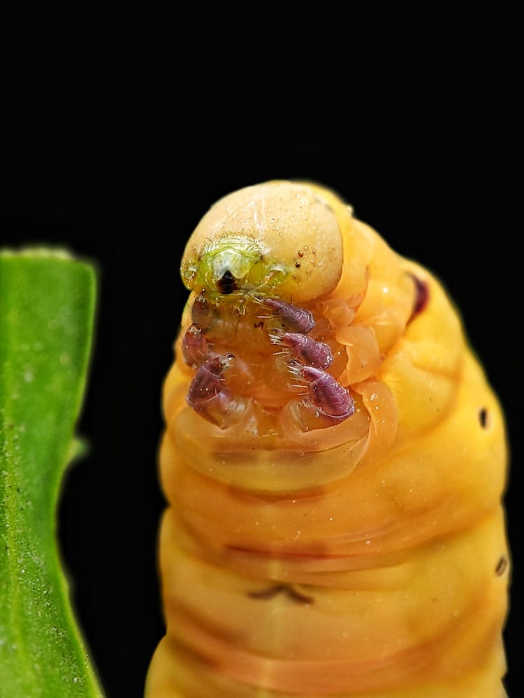 Yellow Caterpillar In Close Up Shot