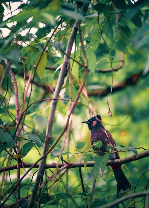 Free A red-vented bulbul sits on a branch amidst lush green foliage in an Indian garden. Stock Photo