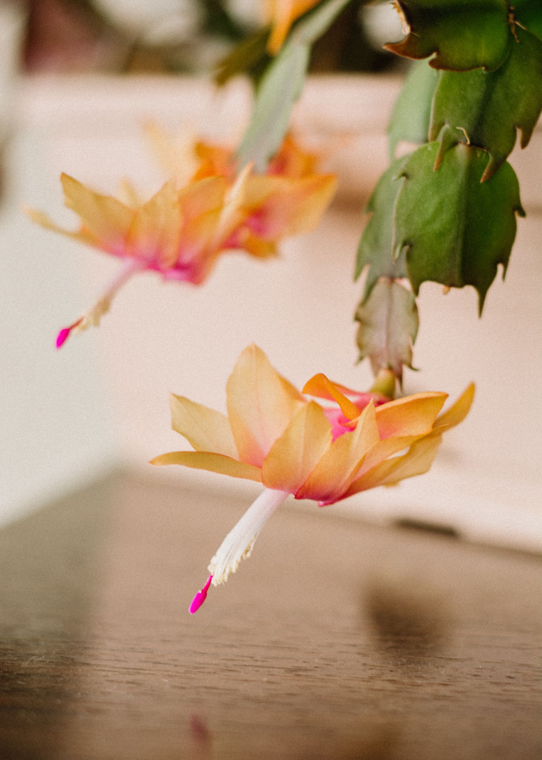 Blooming Schlumbergera Christmas cactus Blooming Schlumbergera Christmas cactus