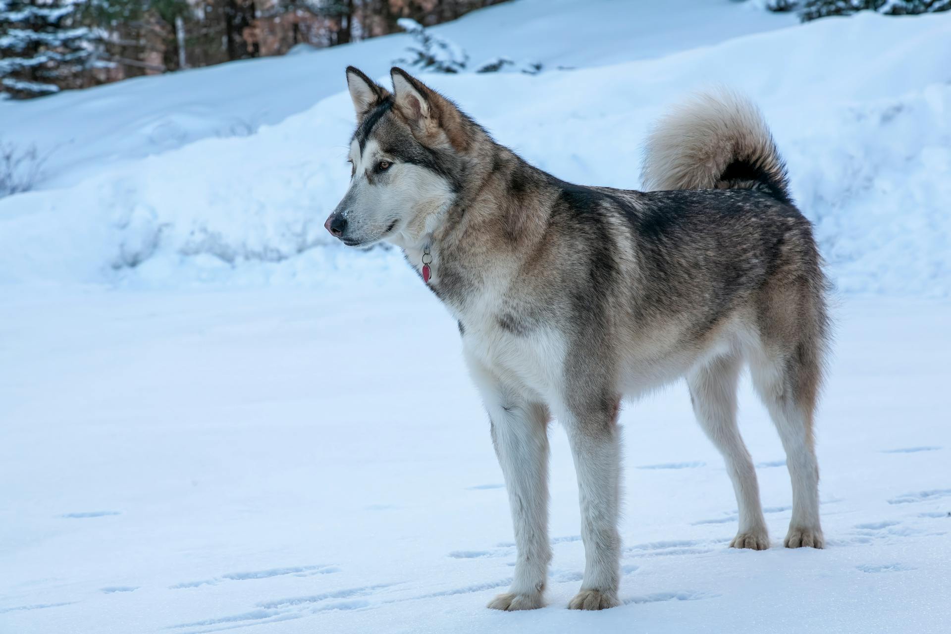 Een Alaskan Malamute die buiten in de sneeuw staat