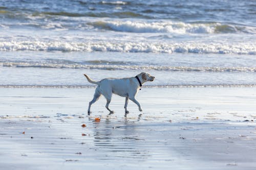 Dog Walking on Shore