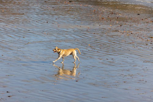 Photo of a Dog on Shore