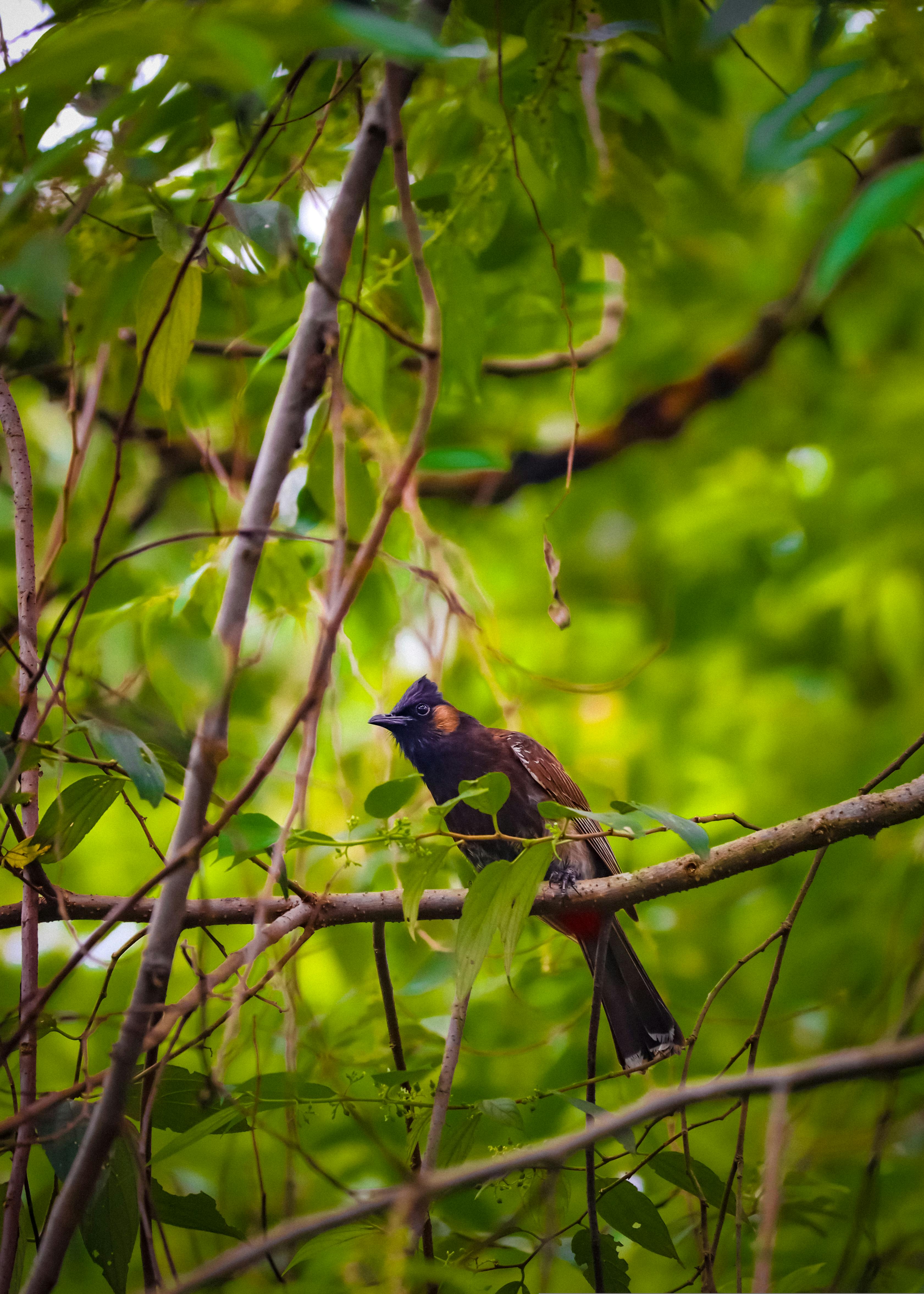 brown bird on brown tree branch