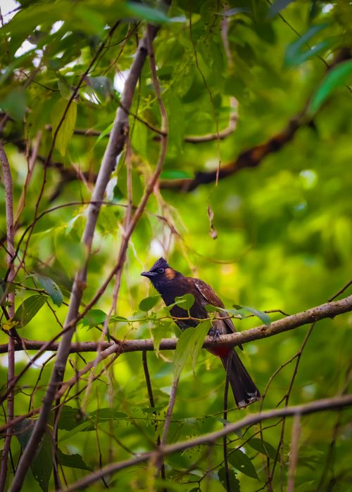 Free Captivating image of a red-vented bulbul perched on a tree branch surrounded by lush green leaves in India. Stock Photo