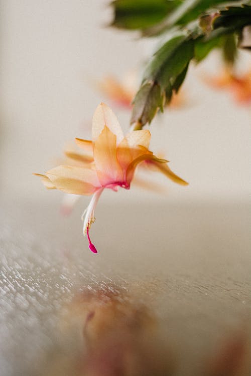 Základová fotografie zdarma na téma květ, kytka, okvětní lístek