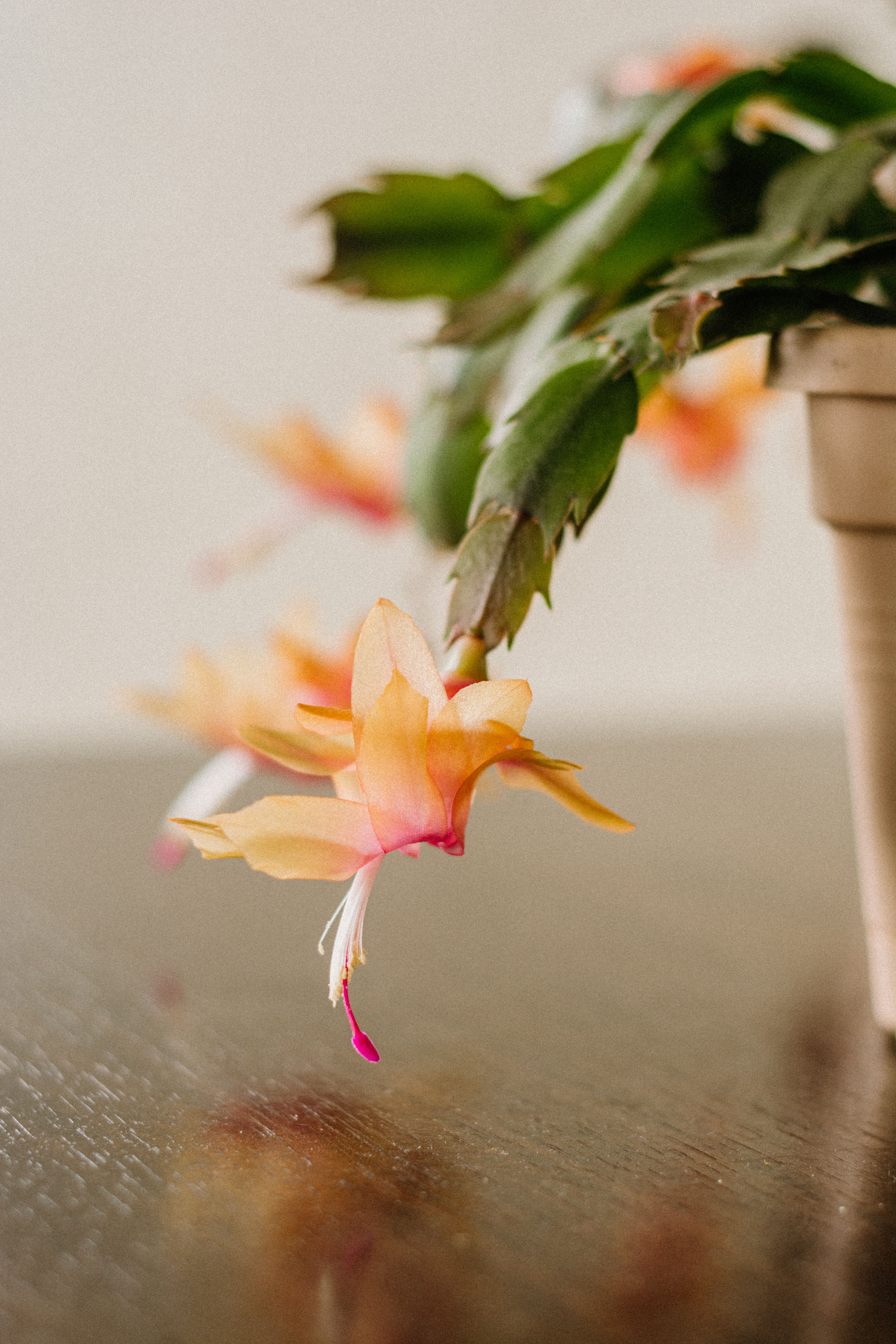 Fotomural Primer plano elegante de un Schlumbergera floreciente con flores anaranjadas-rosadas en interiores.