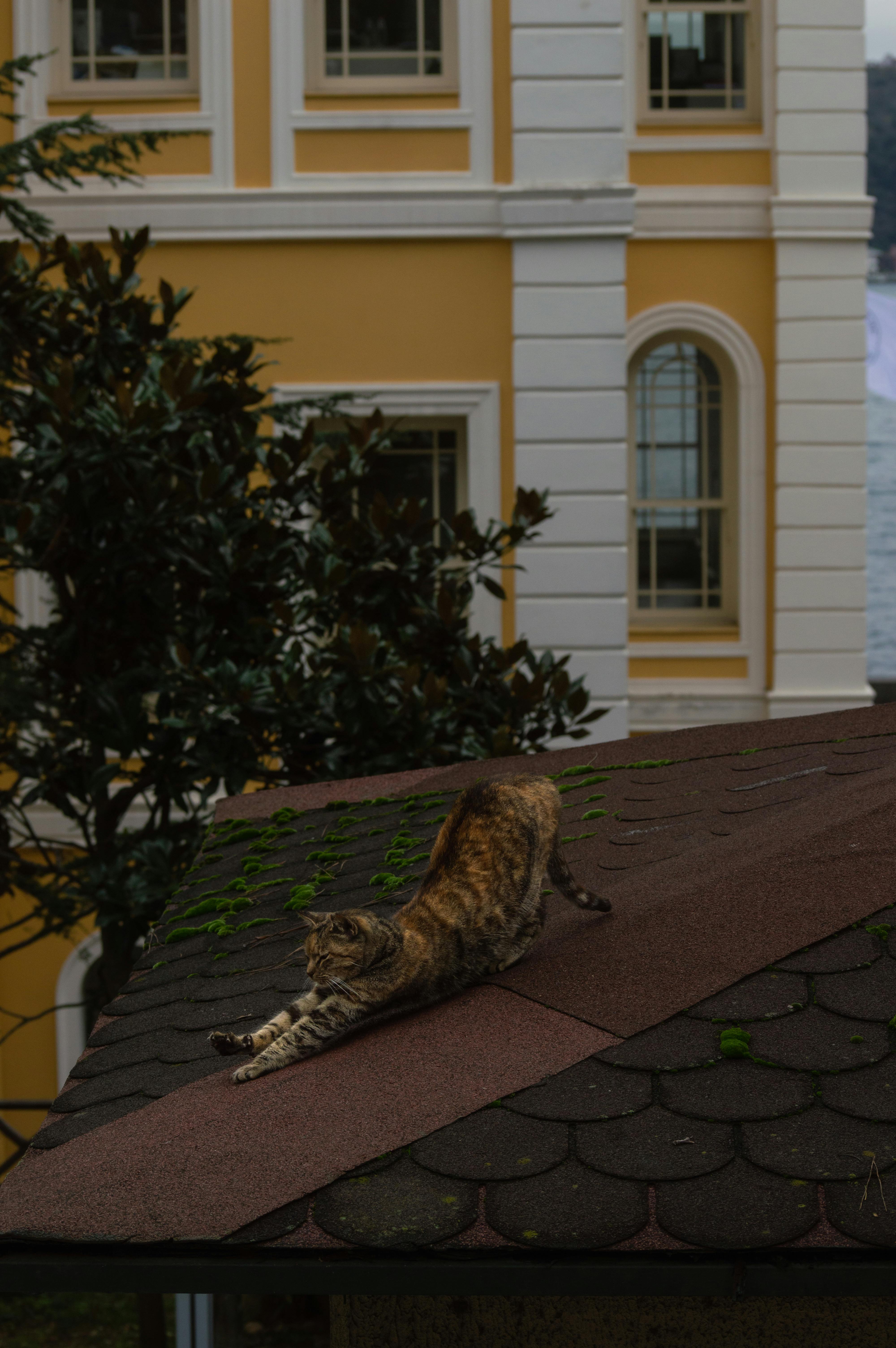 Can squirrels get in through roof vents?