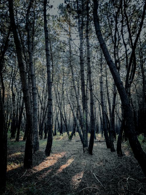 Free Mysterious forest with tall trees casting shadows at dusk. Stock Photo