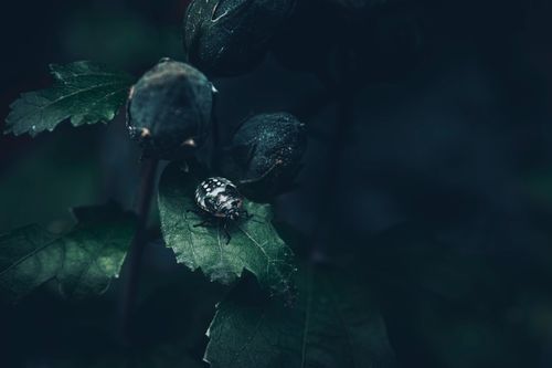 Free Dramatic close-up photo of a bug on a green leaf, showcasing nature's details in low light. Stock Photo