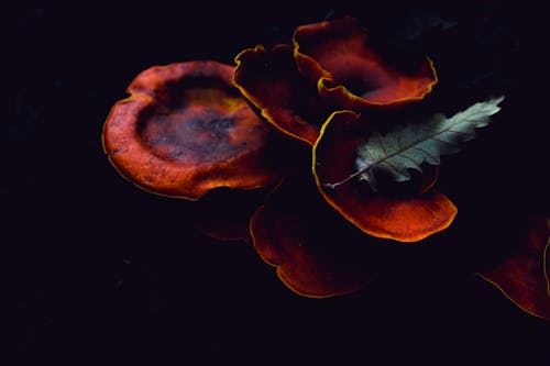 Безкоштовне стокове фото на тему «omphalotus olearius, впритул, гриби» стокове фото