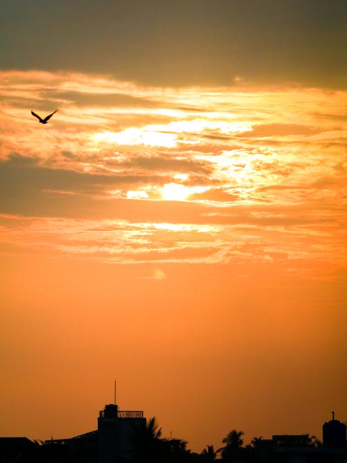 Free Captured in Sri Lanka, a bird silhouette against a glowing sunset sky creates a serene cityscape. Stock Photo