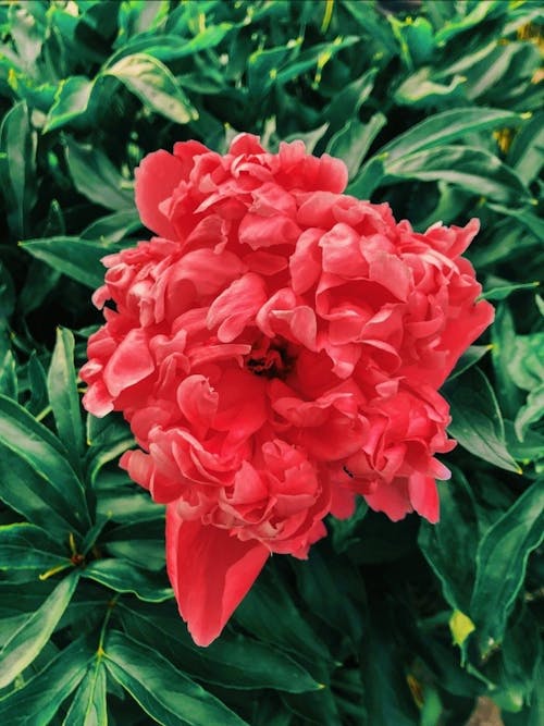 Close-up of a Bright Pink Chinese Peony 