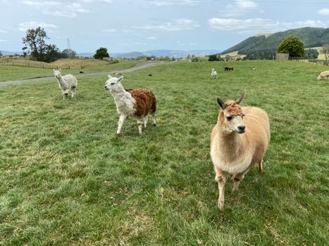 Agrodome shearing show — Rotorua