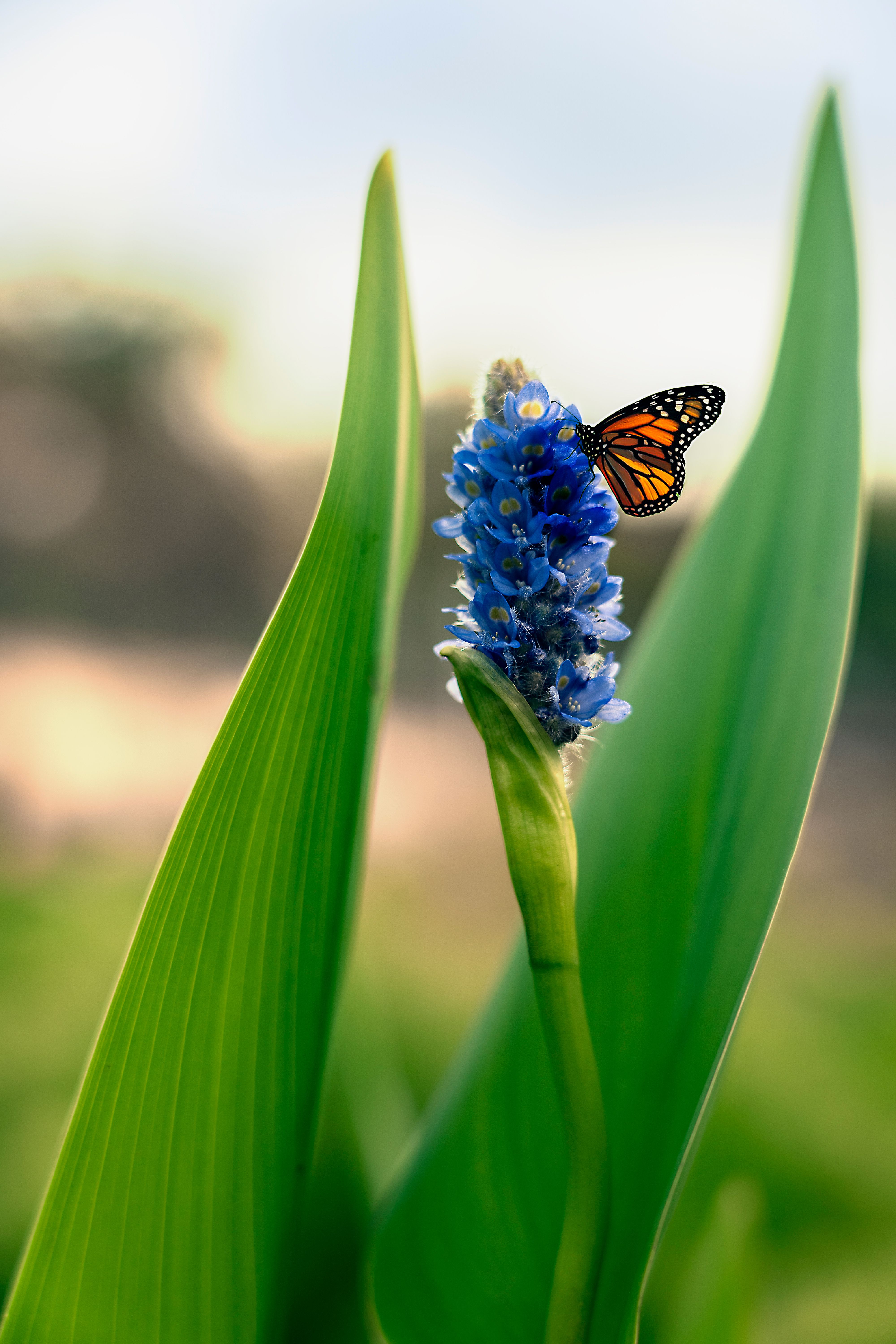 Close-up of a Monarch Butterfly on a Flower · Free Stock Photo