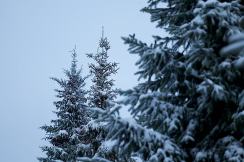 無料 コールド, 冬, 木の無料の写真素材 写真素材