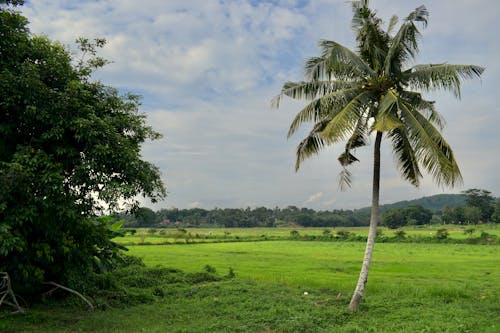 アジア, ココナッツの木, ファームの無料の写真素材