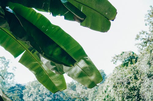 Foto d'estoc gratuïta de arbre, fulles de bananer, primer pla