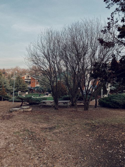 Free Bare trees and picnic tables in a serene park in Ankara, Turkey during late fall. Stock Photo