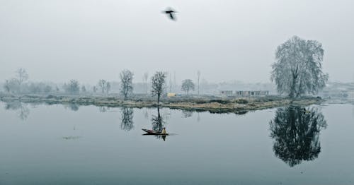 Kostnadsfri bild av bara träd, båt, dimma