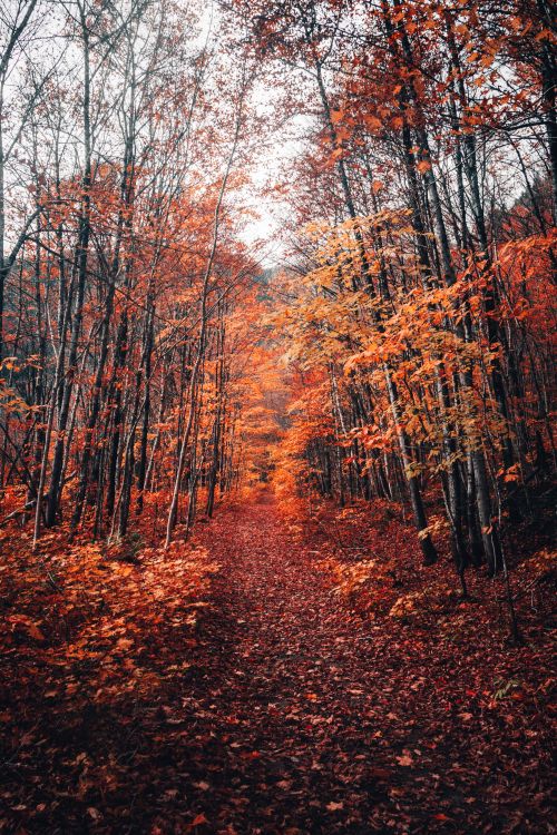 Free Captivating autumn forest scene with a leaf-covered path leading through vibrant trees. Stock Photo