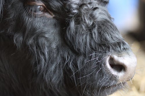 Close-Up Shot of a Galloway Cow