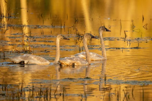 Tundra Swans on Body of Water