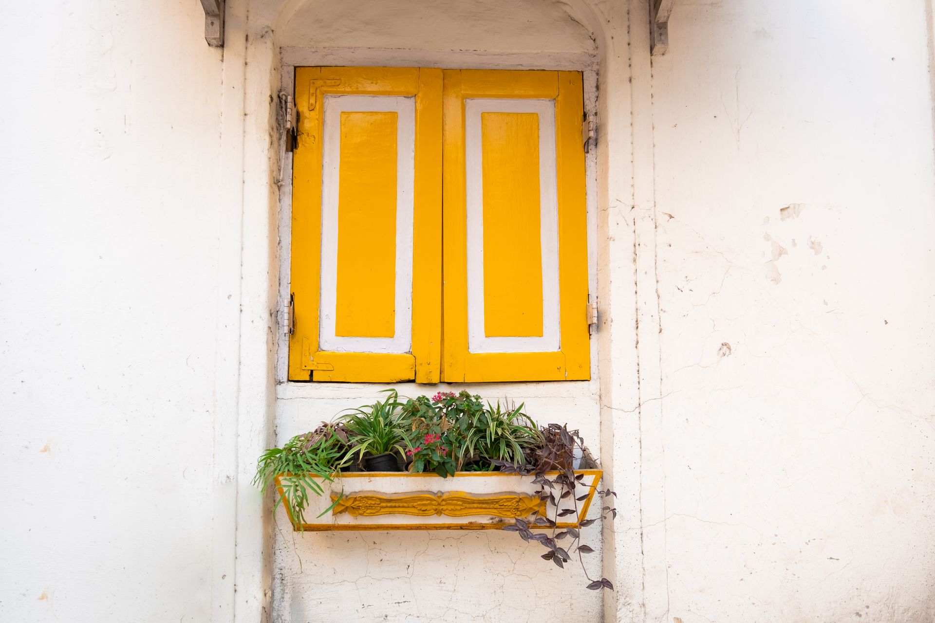 Vibrant yellow wooden window with a planter box full of greenery in Mumbai, India.