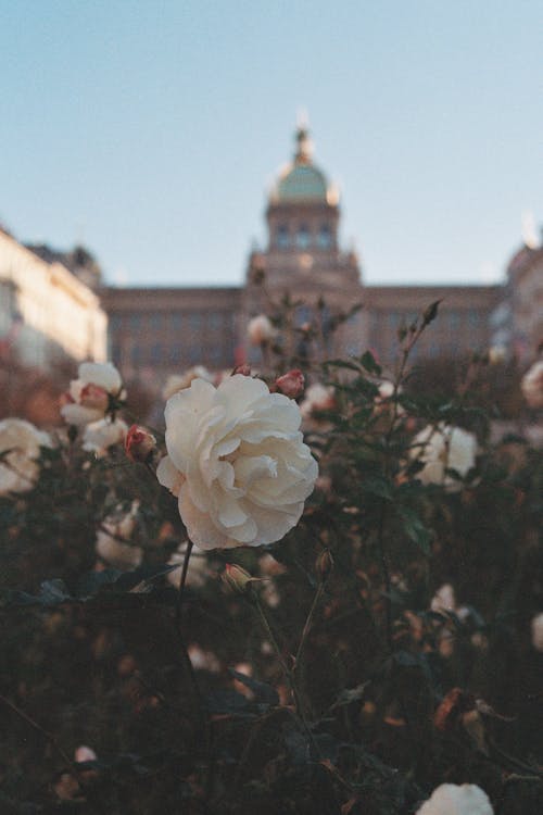 Close Up Photo of a White Garden Rose