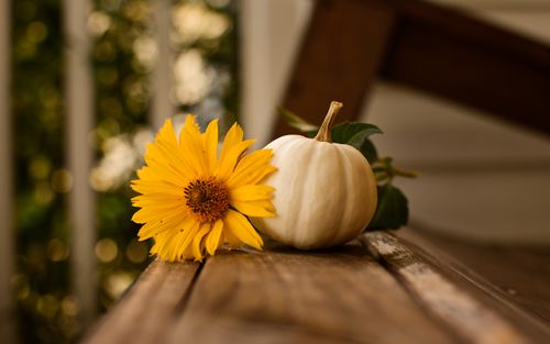 Free A serene autumn scene featuring a yellow sunflower and white pumpkin on a rustic bench. Stock Photo