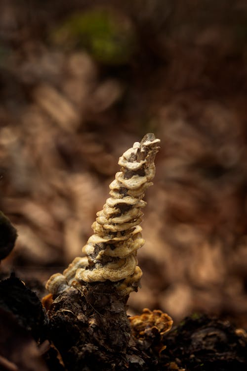 A Close-up Shot of Mushrooms Growing on a Branch