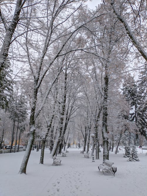 Darmowe zdjęcie z galerii z drzewa, park, pionowy strzał