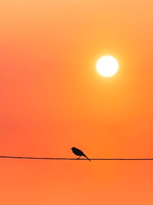 A Bird Perching on a Power Line