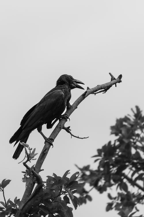 Black and White Photo of Bird Perched on Tree Branch