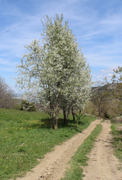 Trees in Between Dirt Pathway 