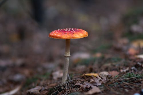 Close-up of a Toadstool Growing in a Forest 
