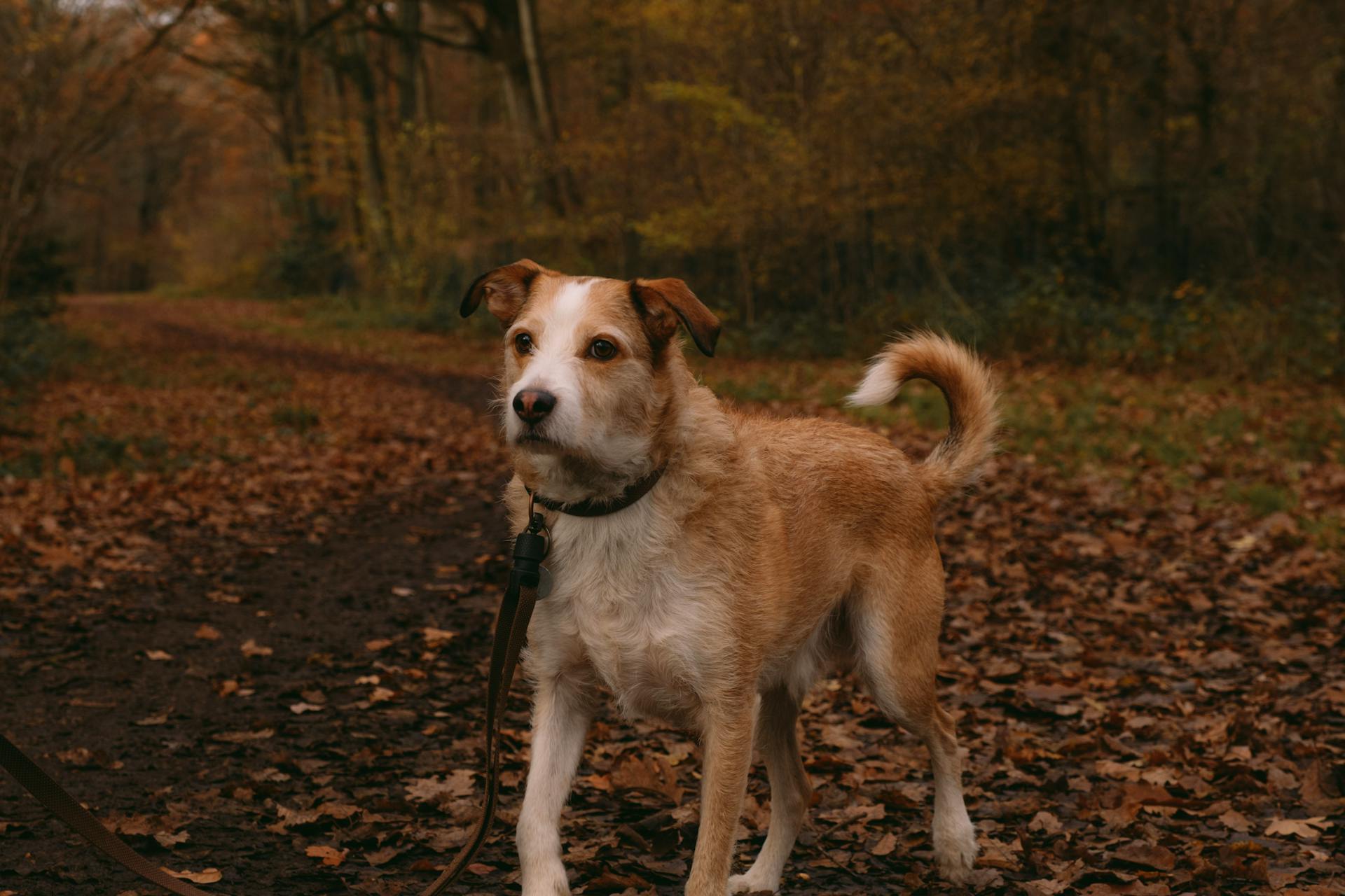 En Kromfohrlanderhund på gatan med fallna löv