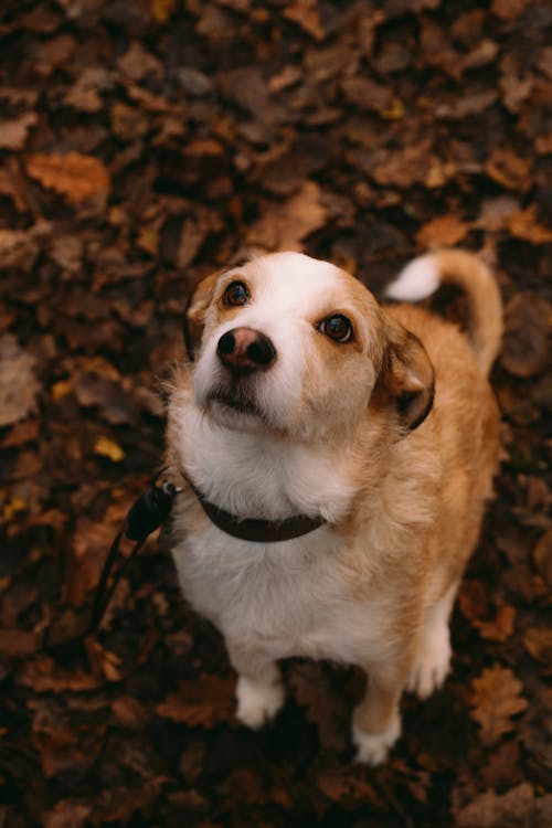 Free A Dog Looking Up  Stock Photo