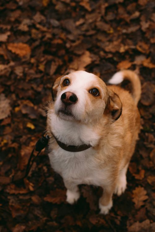 Free Adorable dog gazing upwards surrounded by autumn leaves, capturing a warm fall moment. Stock Photo