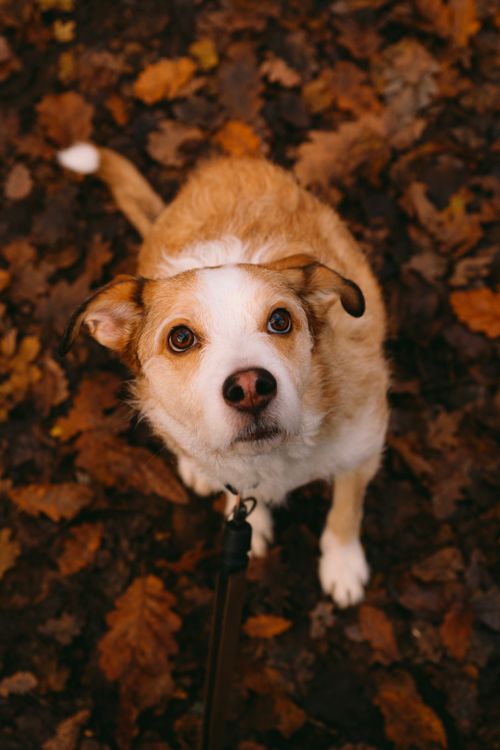 Free Charming dog gazing up amidst vibrant autumn leaves, capturing the essence of fall. Stock Photo
