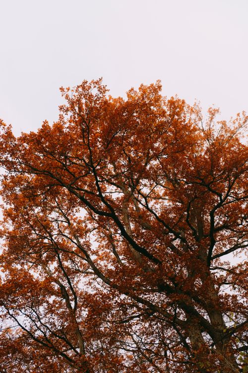 Free Captured in autumn, this oak tree showcases rich orange foliage against a clear sky. Stock Photo