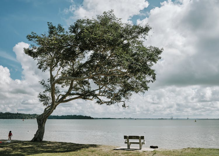 A Bench And A Tree By A Lake 