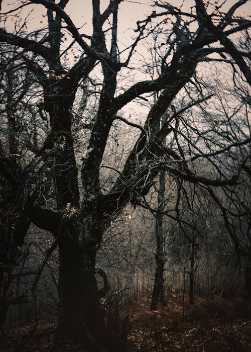 Základová fotografie zdarma na téma holý strom, padání, podzim