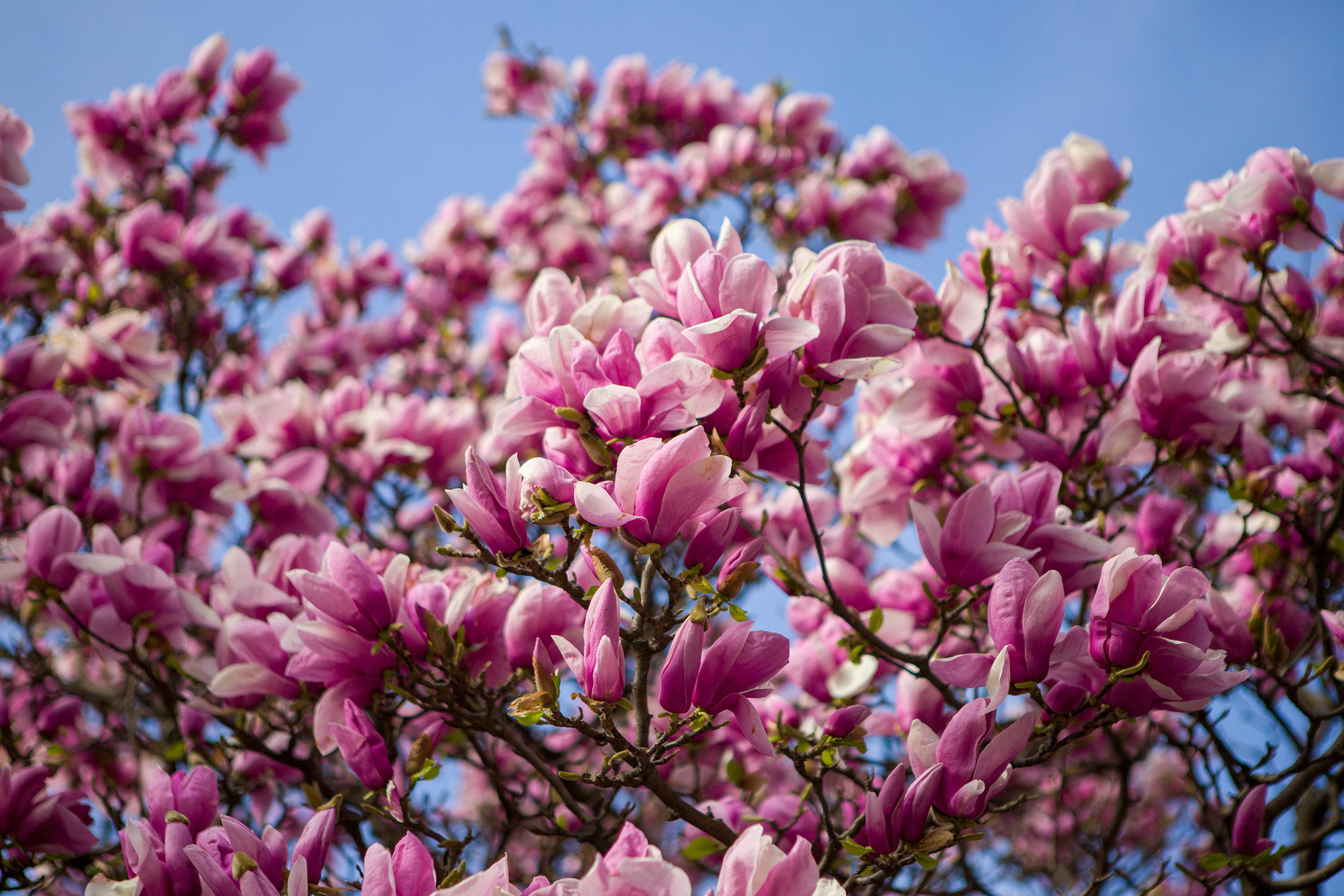 Magnolia Flowers in Bloom · Free Stock Photo