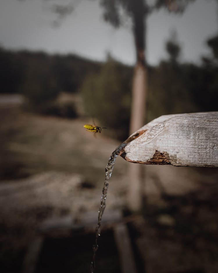 Flying Wasp Bird Near Running Water On Wood 