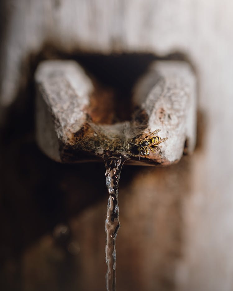 Water Source In Close Up