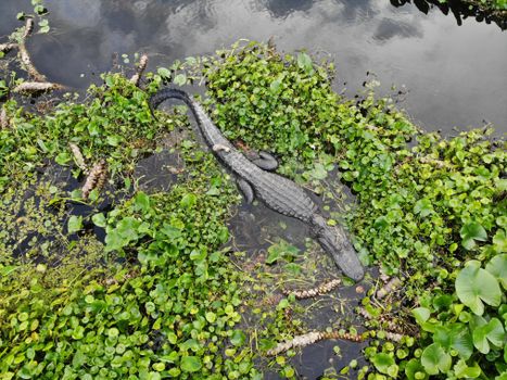 Free stock photo of alligator, crocodile, environment
