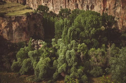 Darmowe zdjęcie z galerii z drzewa, natura, sceneria